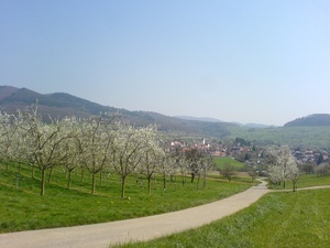 bei Schliengen im Markgrflerland