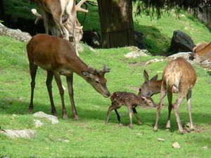 Steinwasenpark