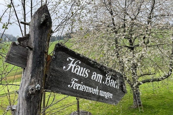 Kirschbaumbl�te im Fr�hling