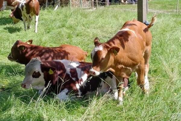 K�he auf dem Schlegelhof im Ibental 