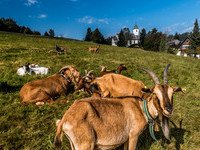  (Bildnachweis: Tourist-Information Hchenschwand, Foto: Klaus Hansen)