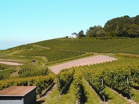 (Bildnachweis: Mit freundlicher Genehmigung der Gemeinde Kippenheim) (Bildnachweis: Mit freundlicher Genehmigung der Gemeinde Kippenheim)