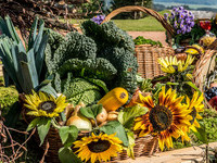 Görwihl - Erntedankumzug (Bildnachweis: Mit freundlicher Genehmigung der Hotzenwald Tourist-Info Görwihl ) Görwihl - Erntedankumzug (Bildnachweis: Mit freundlicher Genehmigung der Hotzenwald Tourist-Info Görwihl )