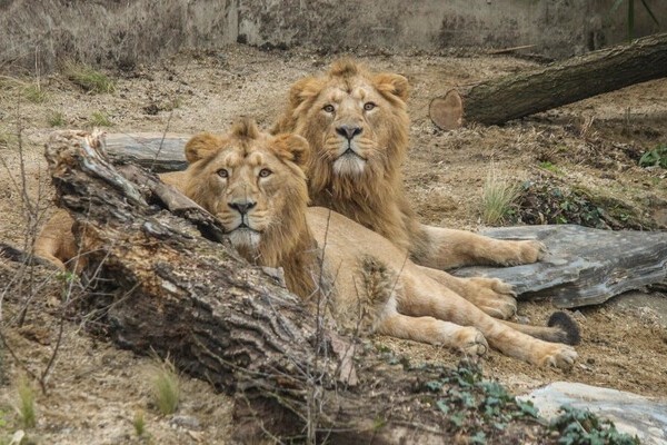 Copyright: (© Wilhelma Stuttgart) Copyright: (© Wilhelma Stuttgart)