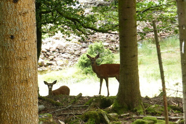 Wildgehege Tonbach Bildnachweis: Mit freundlicher Genehmigung von Baiersbronn Touristik