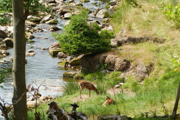 Wildgehege Tonbach Bildnachweis: Mit freundlicher Genehmigung von Baiersbronn Touristik